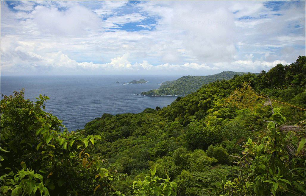 tobago island tours