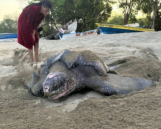 Tobago Turtle watching