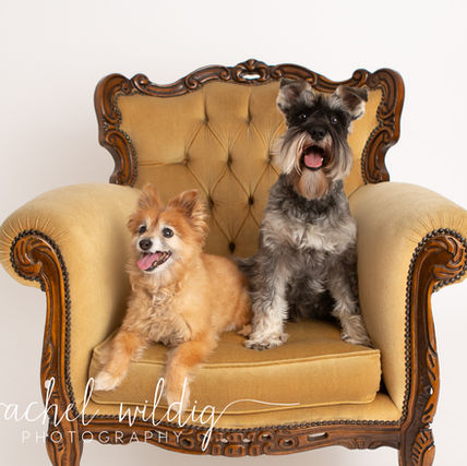 Dogs | Schnitzel & Abbey