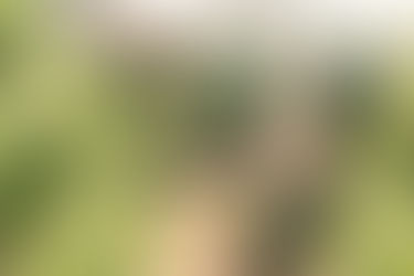 How to prepare for your Christmas Mini Session at the Christmas Tree Farm