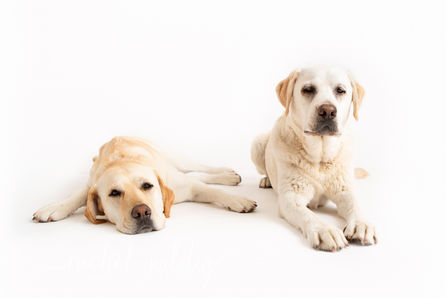 Dogs | Cassie & Phoebe the Labradors