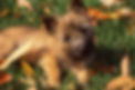 Cairn puppy.jpg