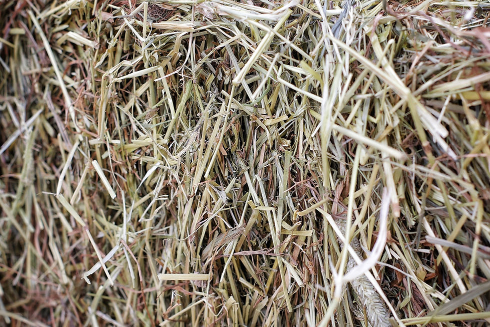 A close up photo of green timothy hay that's been harvested at Grange Farm Lowton.