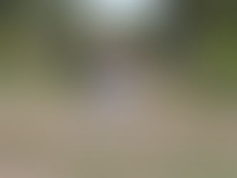 Impulsan reforestación en la Sierra Tarahumara con apoyo de la SDR