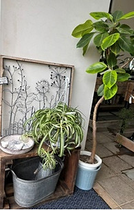 観葉植物