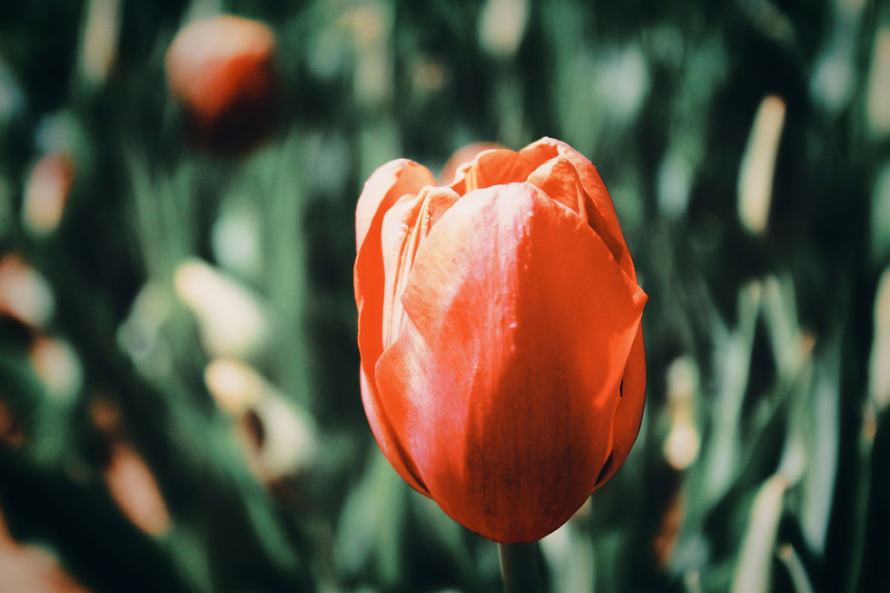 FLOWER.jpg