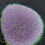 Thumbnail: PETUNIA