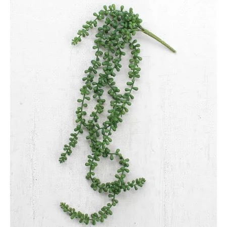 Necklace Plant