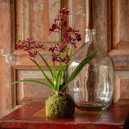 Maroon Mini Orchid Small Moss Ball