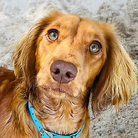 Daxie had an issue with visitors