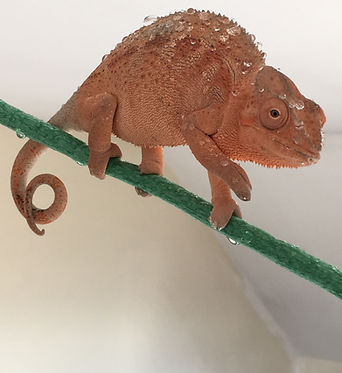 Hatty - reptiles have feelings too