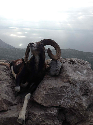 4fbf9088-cca2-46ae-9ee0-04bd077739f7 (1).jfif