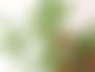 Anvisa deve fazer consulta pública para regulamentar a Cannabis medicinal no Brasil