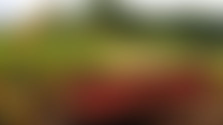 Programa Silos Trincheira subsidia armazenamento de Silagem