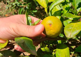 Palmitinho e Caiçara registram 87 amostras positivas para Greening