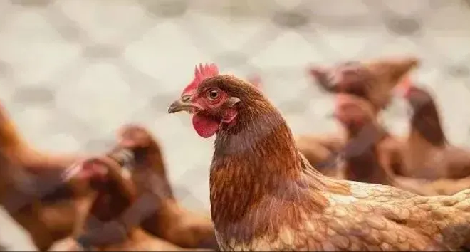 Conflito no Oriente Médio acende alerta para exportações do agro gaúcho