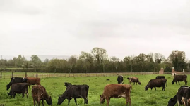 Prazo para Declaração Anual de Rebanho começa nesta quarta no RS