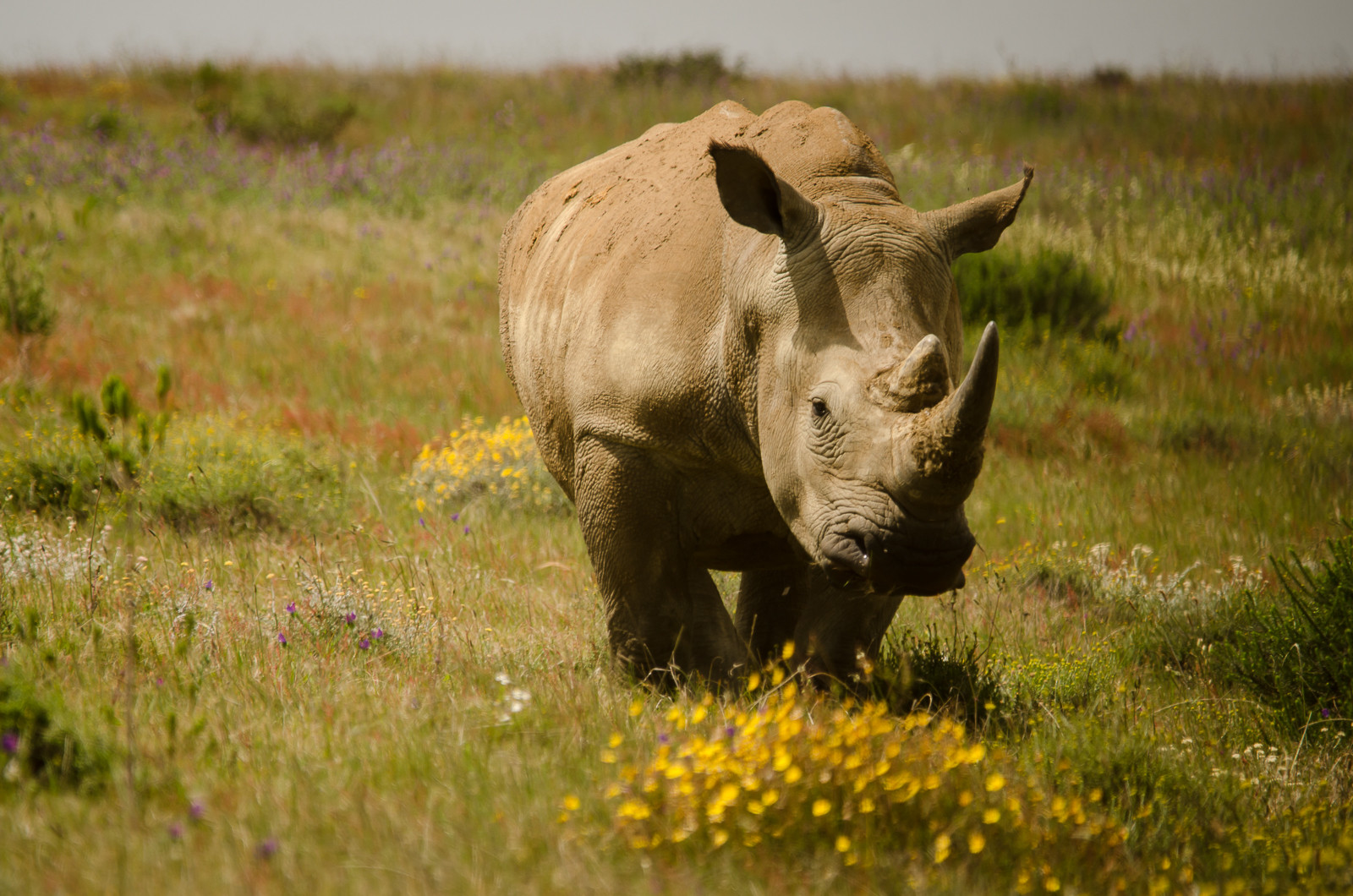 Spring in the bushveld
