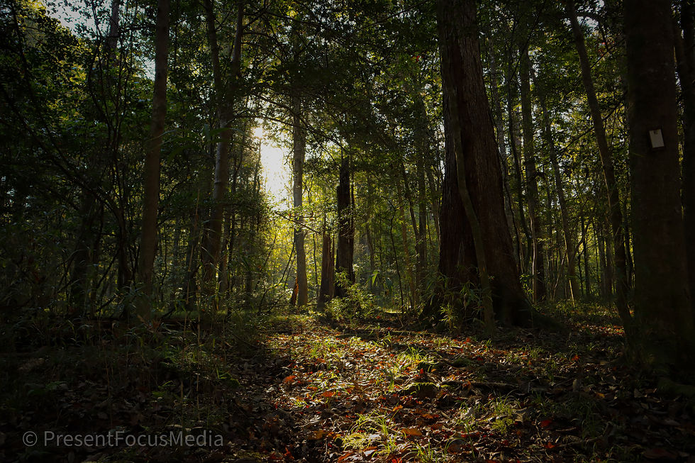 Congaree-06.jpg