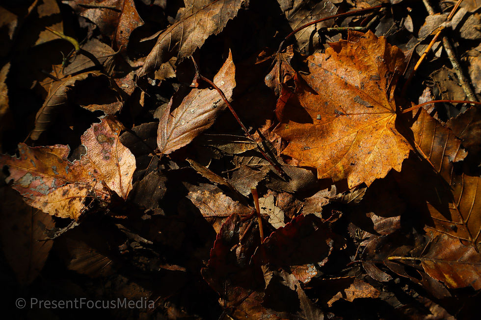 Congaree-07.jpg