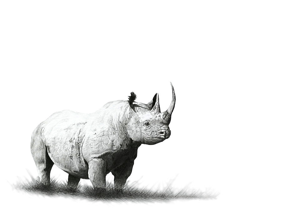 BLACK RHINO.jpg