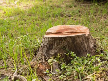 Common Tree Problems and How a Tree Surgeon Can Help: Your Comprehensive Guide