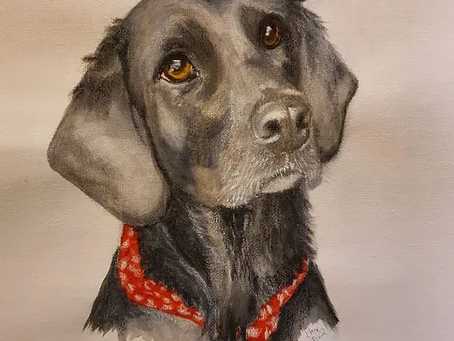 Step-by-Step Guide to Creating Pet Portraits
