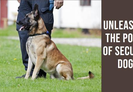 The Role of Security Dogs in Modern Safety Services: Benefits and Training