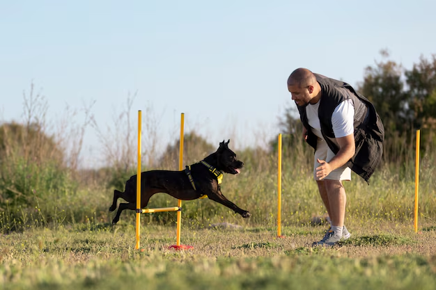 Specialised Dog Training