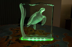 GREEN SEA TURTLE, LIT FROM BELOW