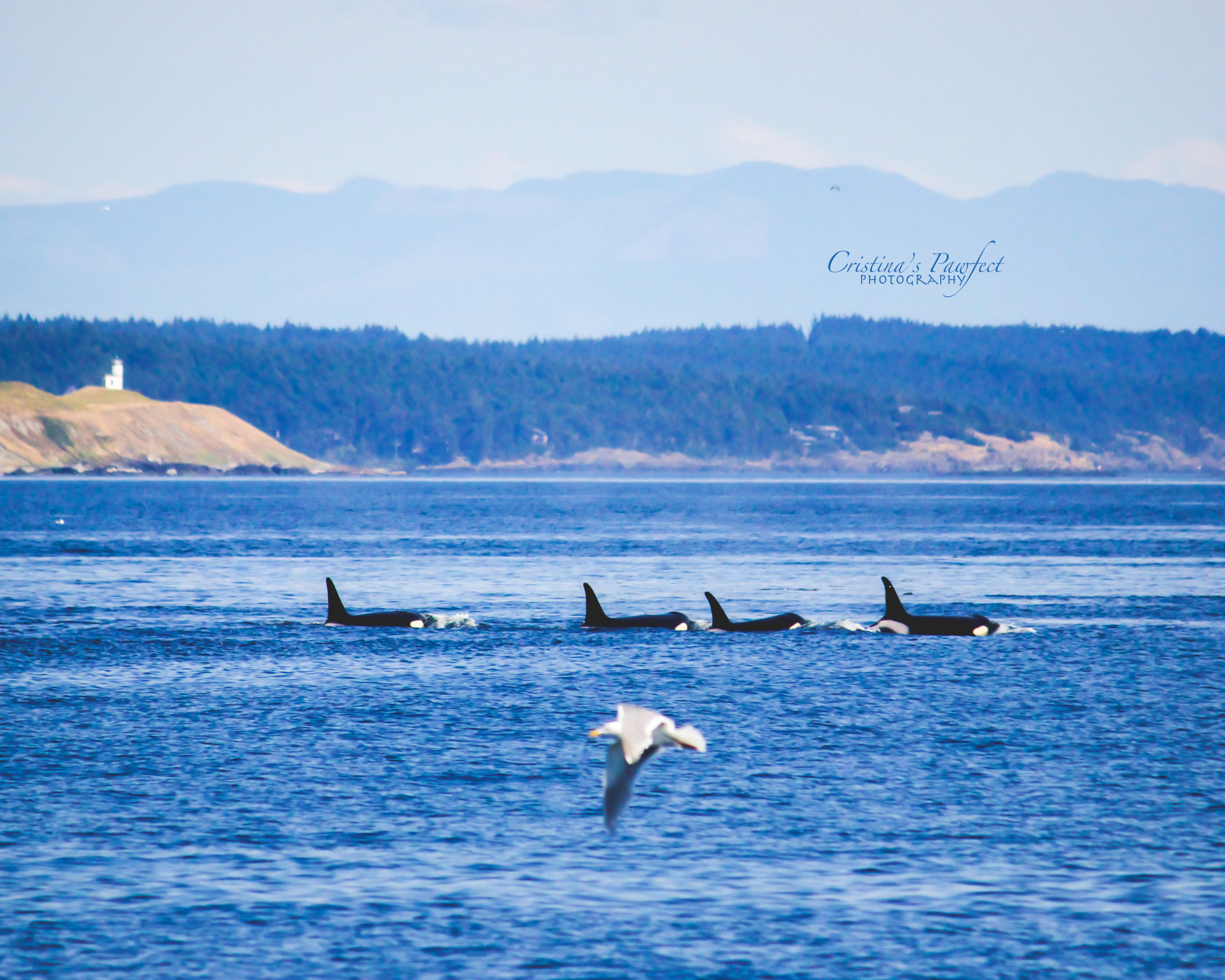 Four Orcas and a Bird 11X14 White Mat