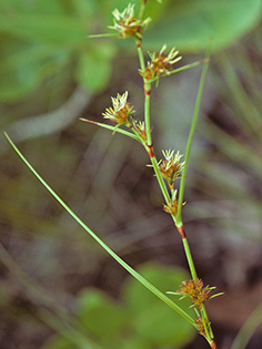 Anthelepis_clarksonii_KLW8145_s