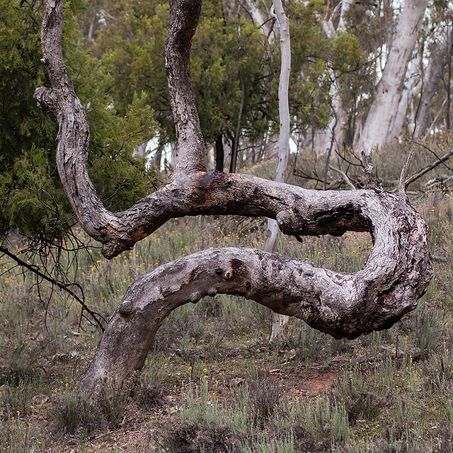 Eucalyptus_MtAinsley_2429s