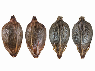 Anthelepis_clarksonii_Nuts_s