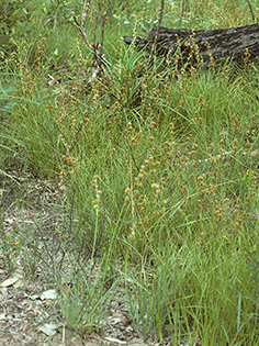 Anthelepis_clarksonii_KLW8255_s