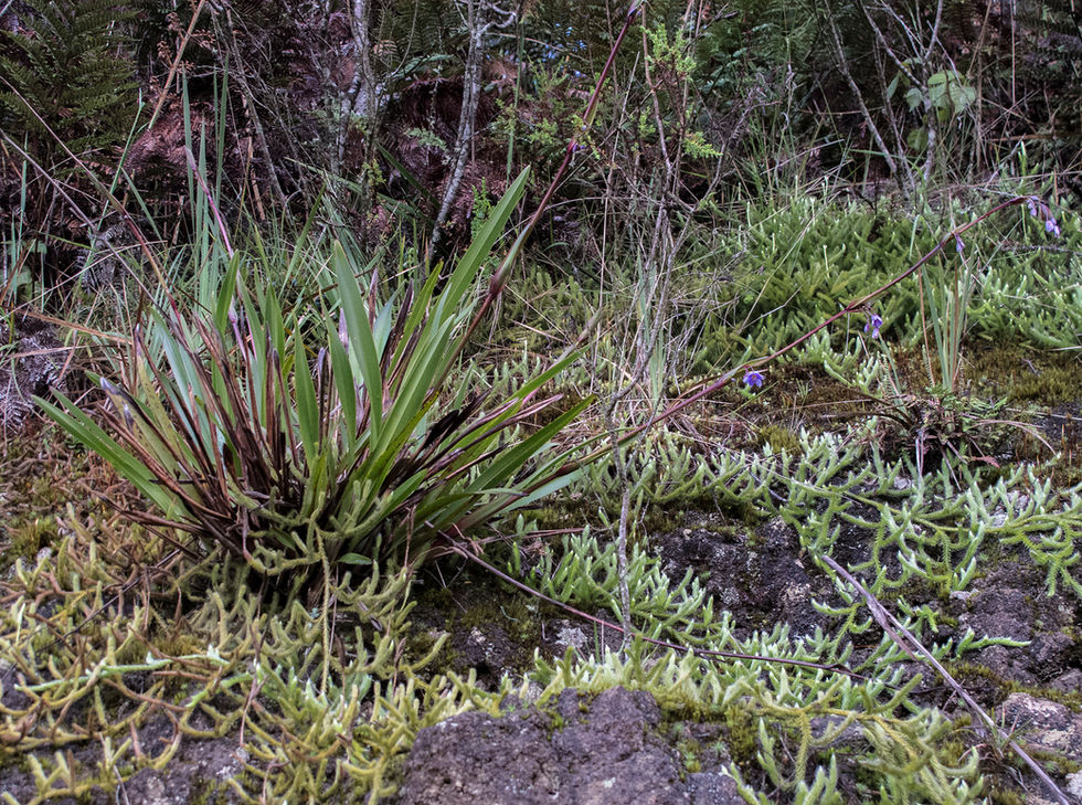 Dianella – Australia in the Andes?