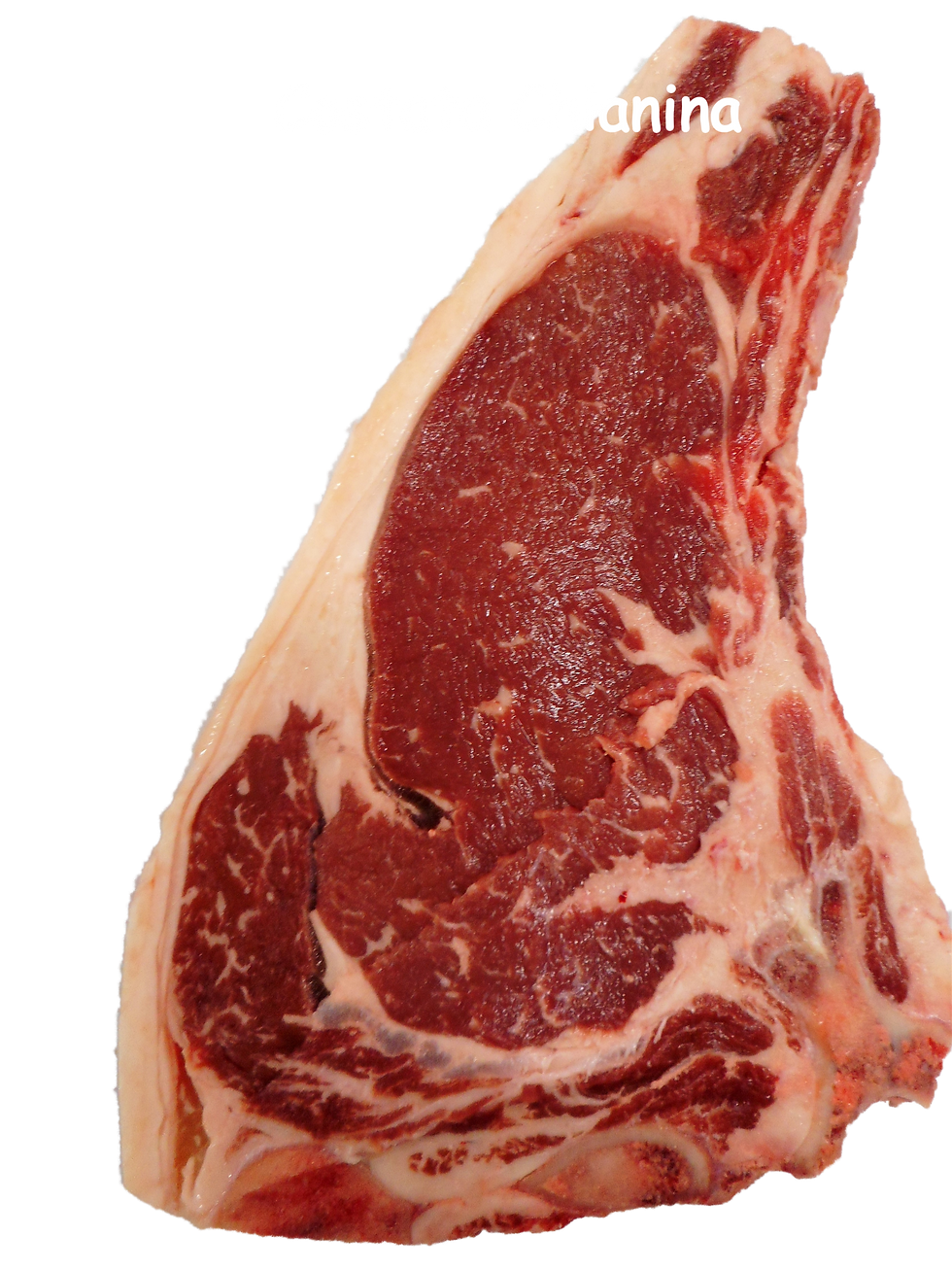 Chianina_edited