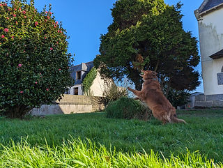 Ker Louarn - Services pour animaux de compagnie Ker Louarn - Services pour animaux de compagnie