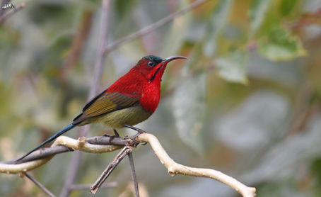 Bird-Watching Adventures in Sattal: A Guide to the Avian Wonders