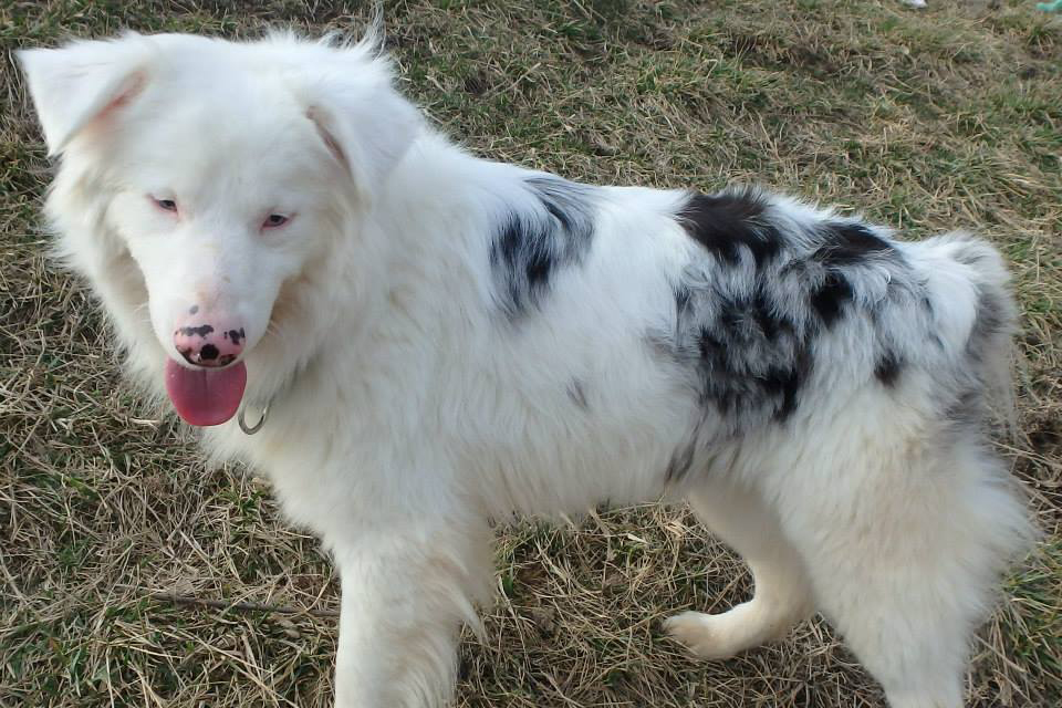 double blue merle aussie