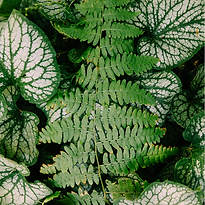 Fern