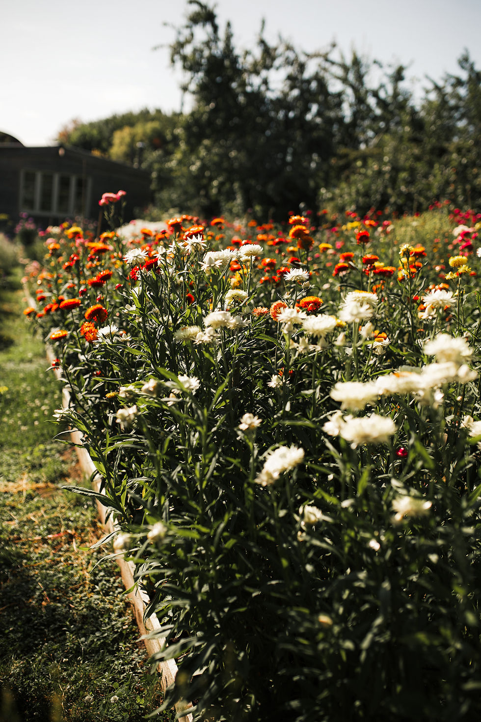 Strawflowers in the Sunshine