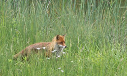 Renard (207)