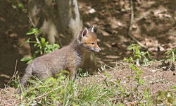 Renard (299)