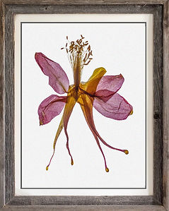 framed beloveds copy.jpg