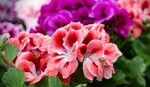 GERANIUM
