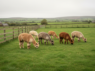 How Much Land Do You Need for Alpacas?