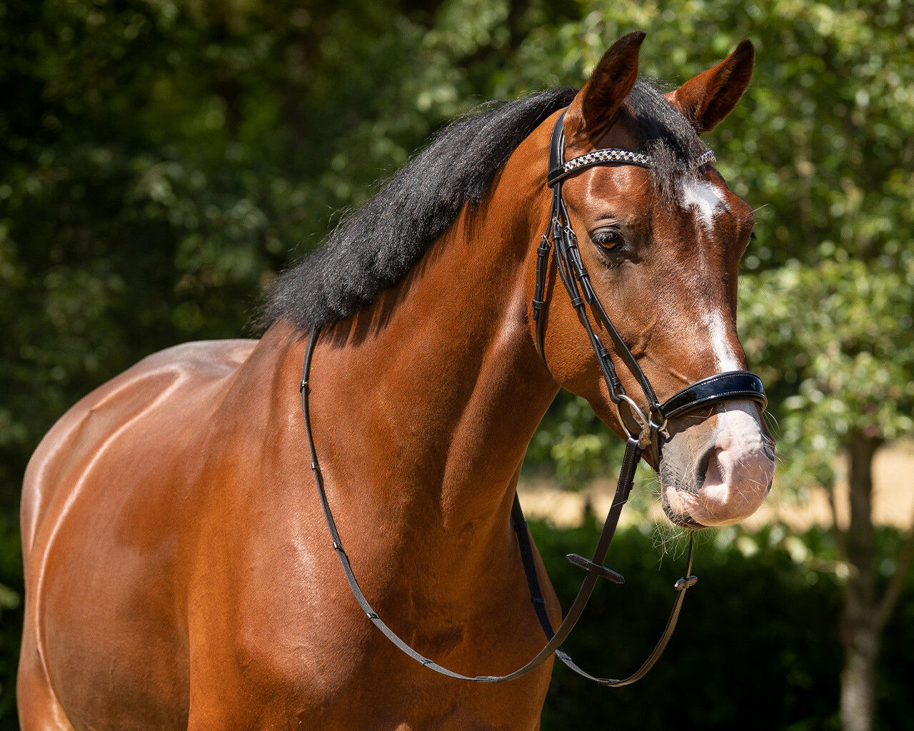 Hannoversches Lack-Trensenzaum Gr. Pony