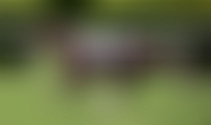 Thermography in racing-class animals health monitoring