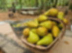 Wild Fermentation Day